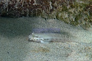 Coryphopterus dicrus-Bonaire Coco Beach-11m-20180217-Denis-ADER-DSC_6344_tn
